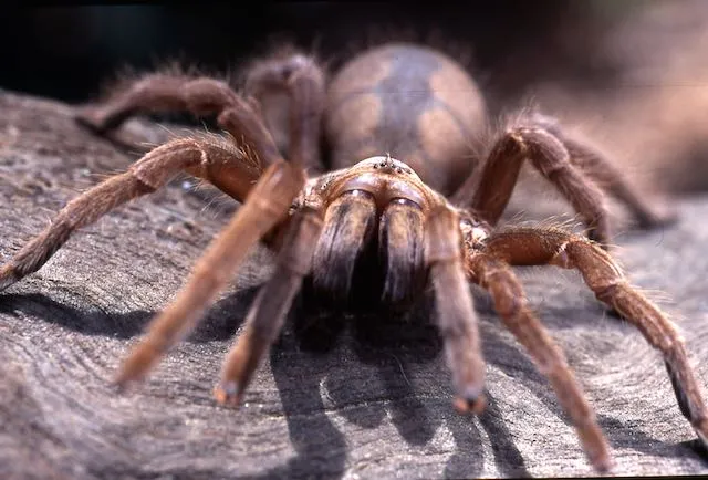 23694 tarantula enclosure