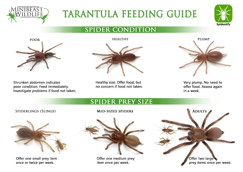 23694 tarantula equipment