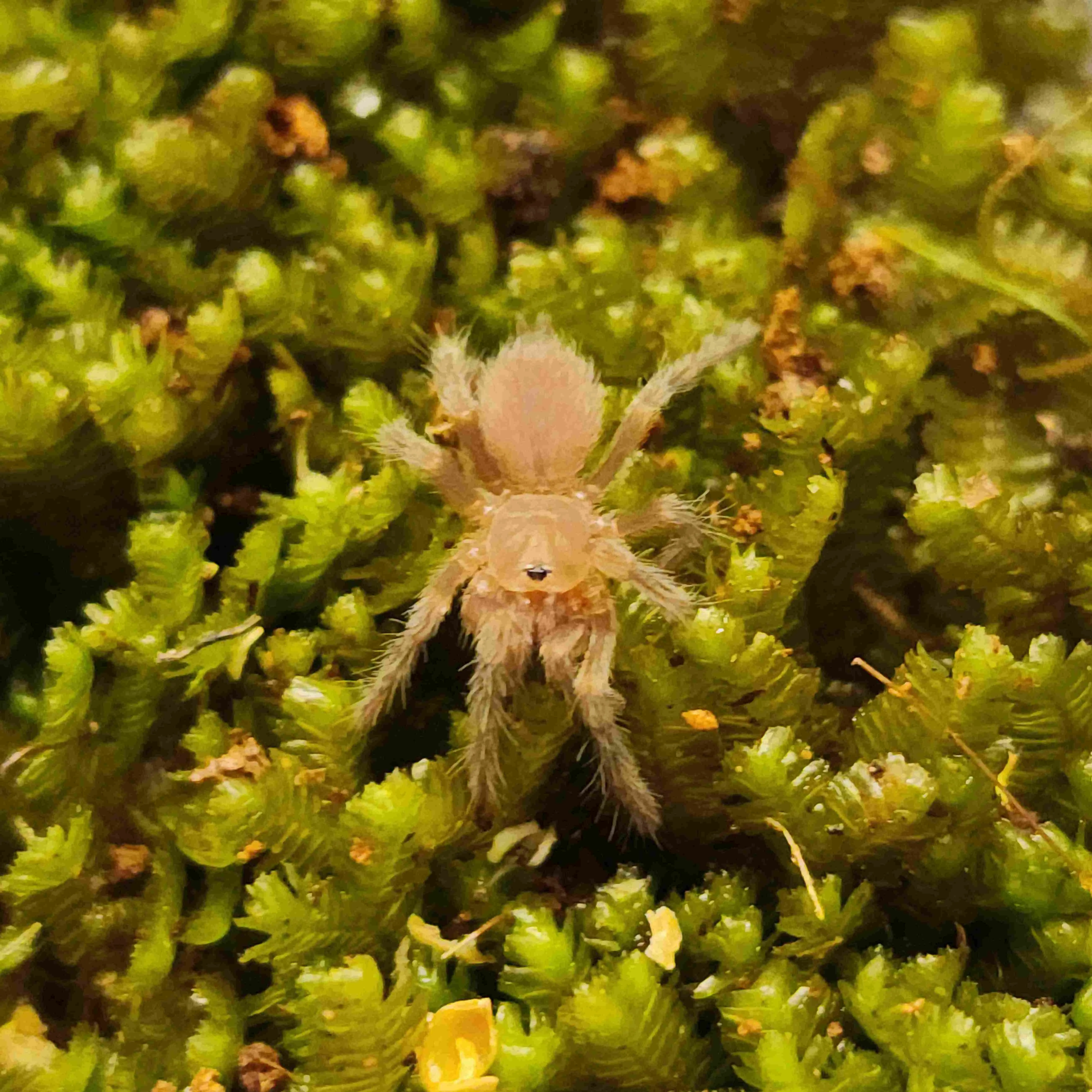 /img/23694-tarantula-handling.webp