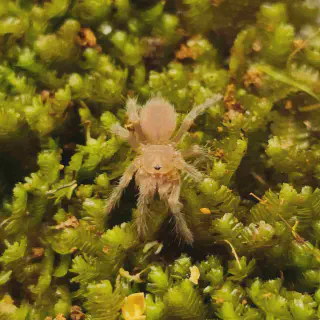 /img/23694-tarantula-handling.webp