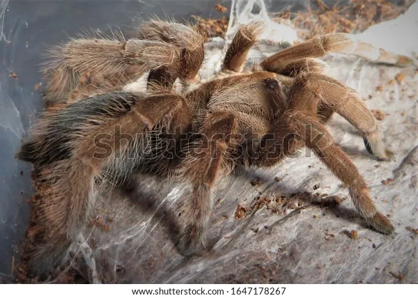23694 tarantula substrate