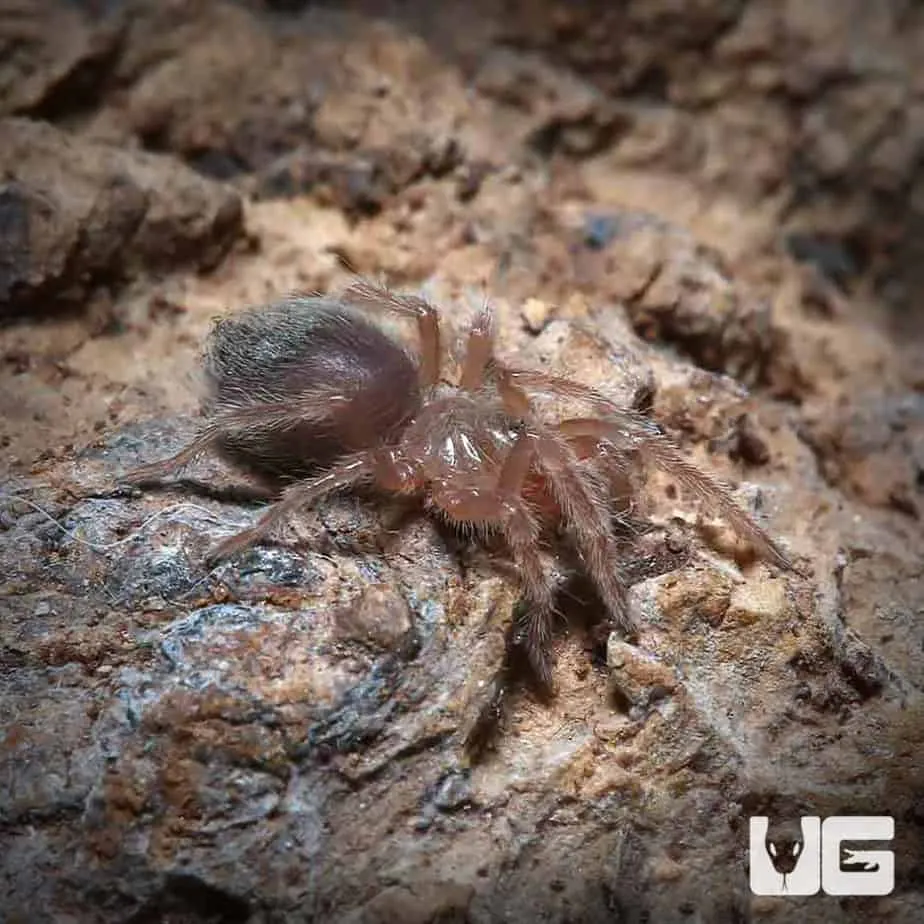 23695 pink zebra beauty tarantula handling