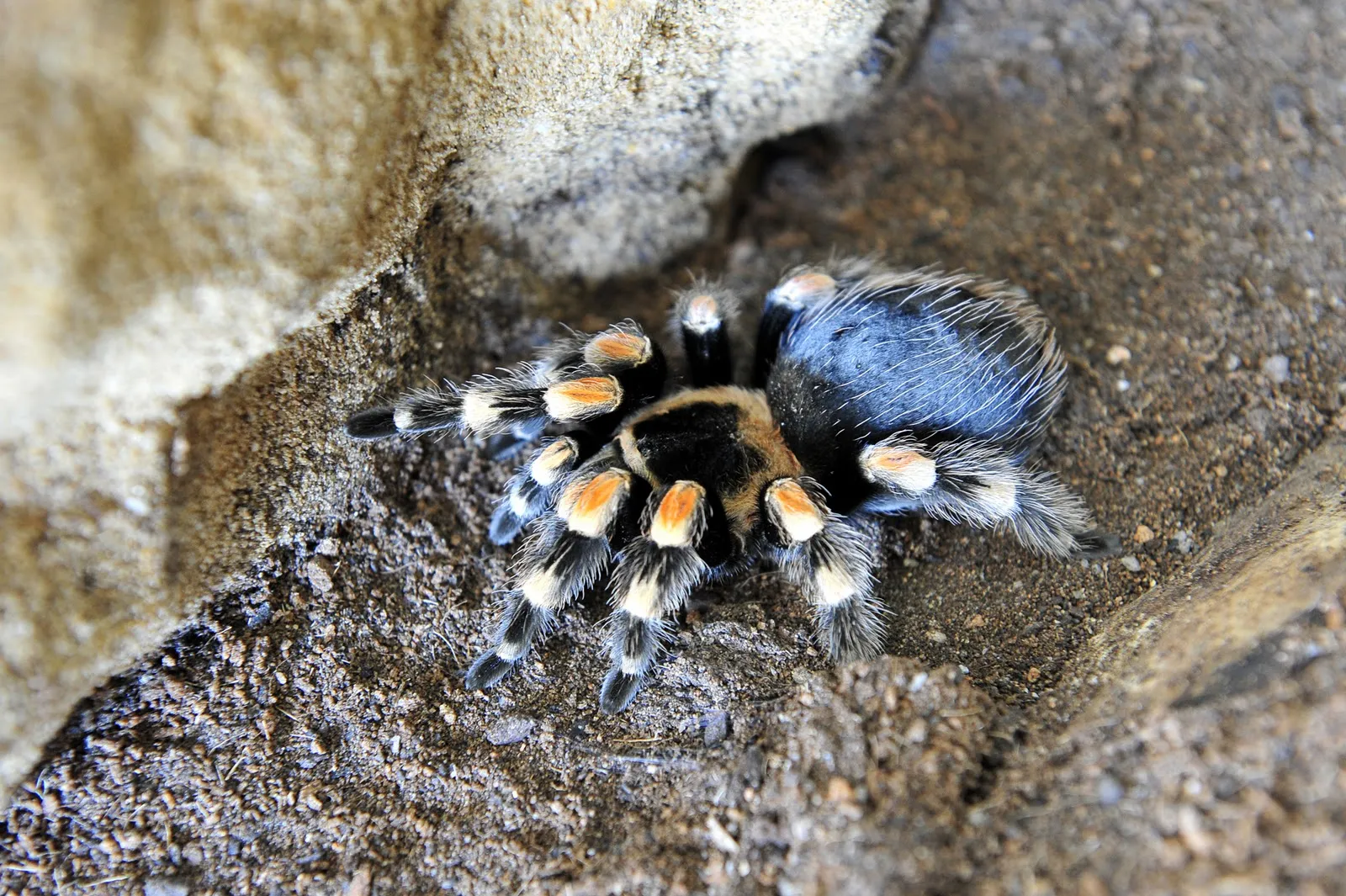 23696 red knee tarantula breeding