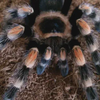 /img/23696-red-knee-tarantula-environment.webp