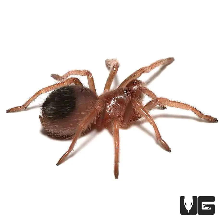 23696 red knee tarantula habitat