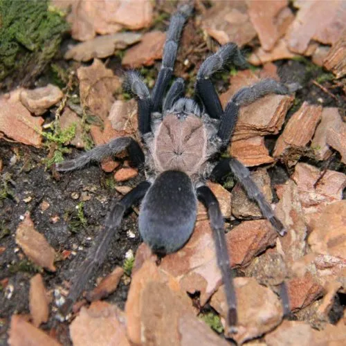 23698 zebra tarantula thailand breeding