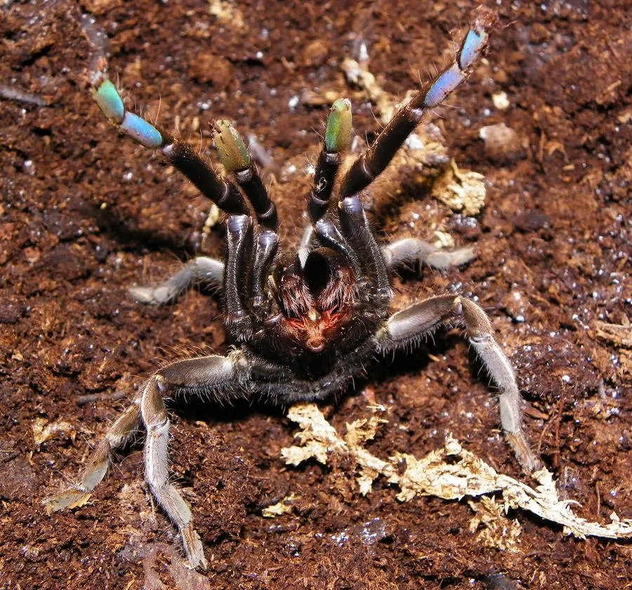 23698 zebra tarantula thailand diet