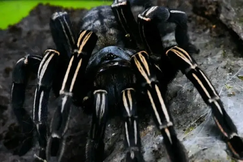 23698 zebra tarantula thailand facts