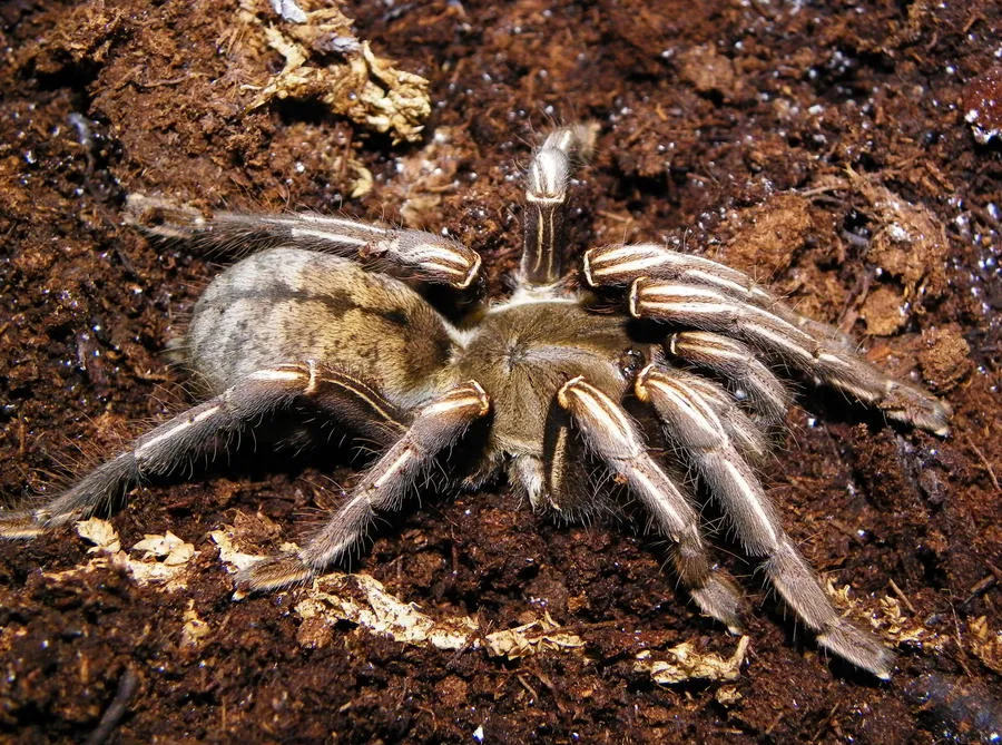 23698 zebra tarantula thailand handling