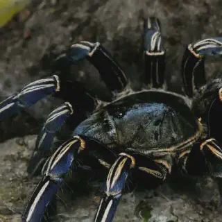 /img/23698-zebra-tarantula-thailand-location.webp