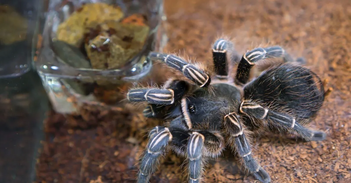 23702 improper tarantula enclosure