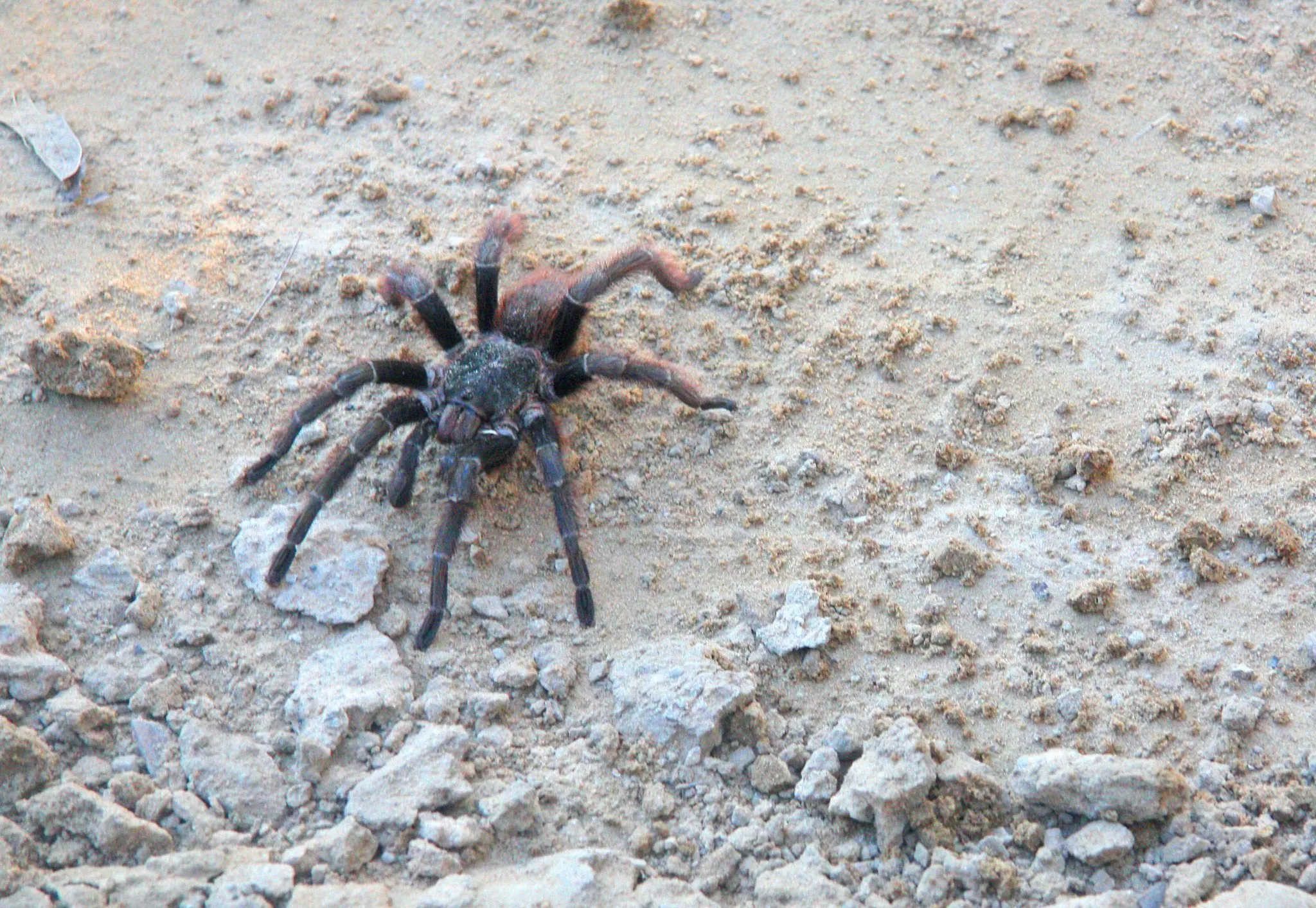 /img/23702-tarantula-allergy.webp