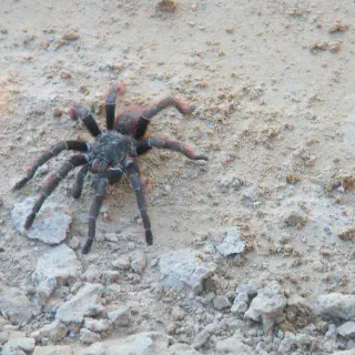 /img/23702-tarantula-allergy.webp