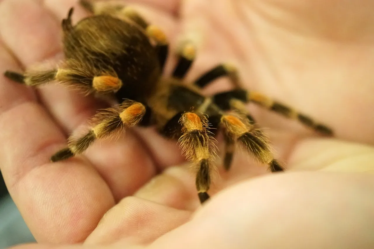 23702 tarantula bite effects