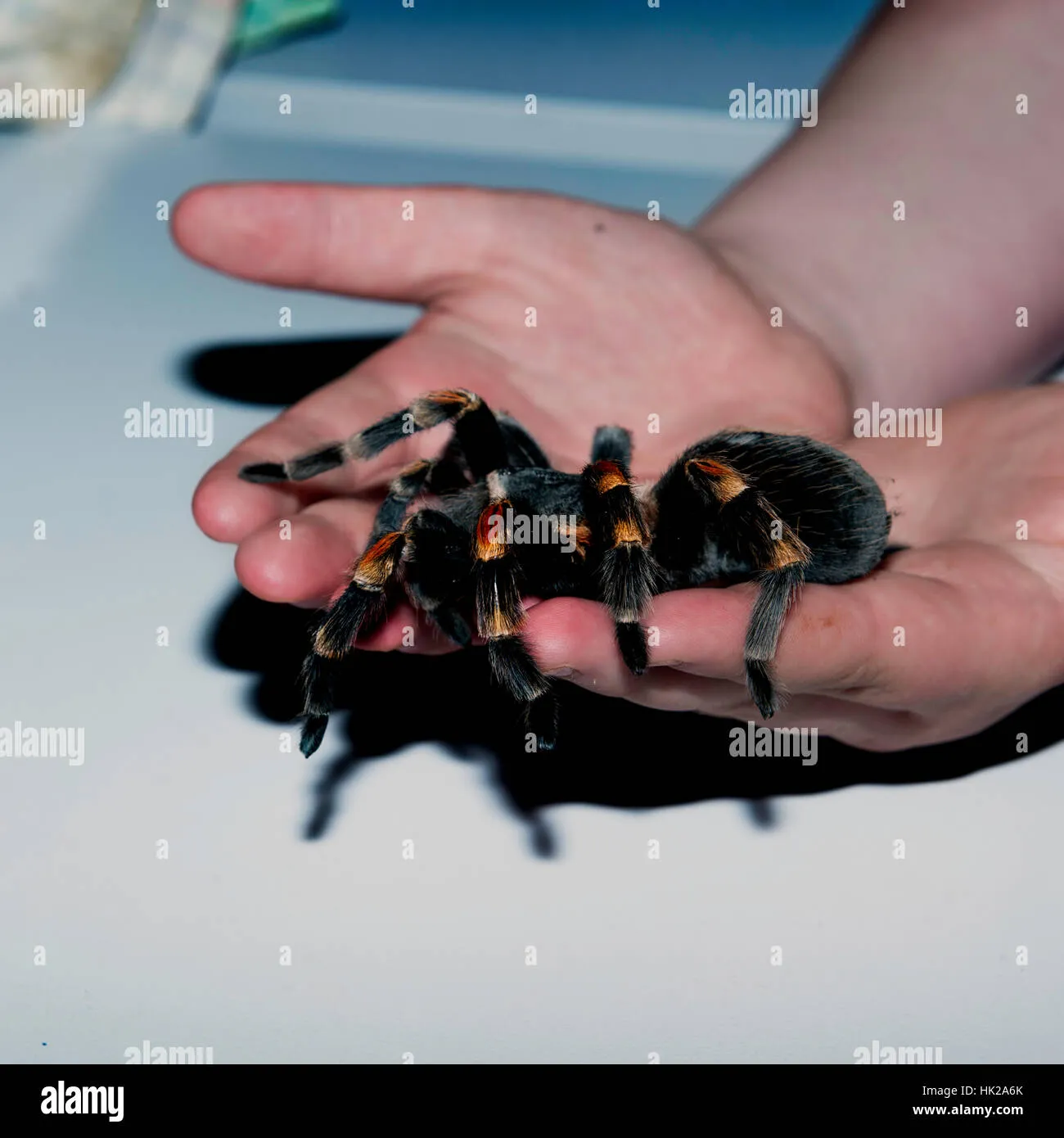 23702 tarantula feeding mistakes