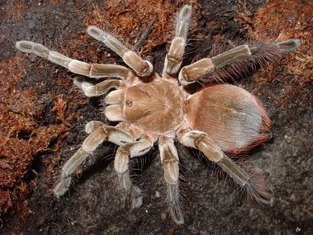 23705 chilean rose tarantula
