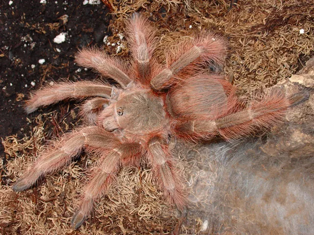 23705 costa rican zebra tarantula