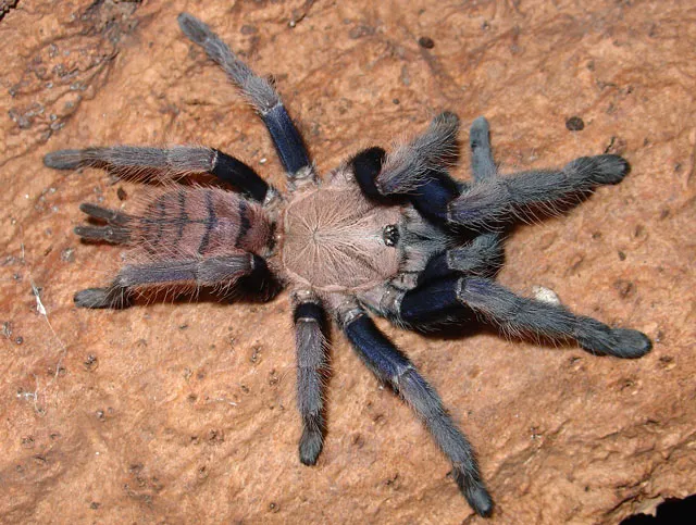 23705 curly hair tarantula