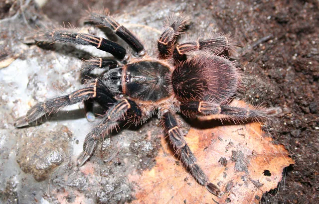 23705 mexican red knee tarantula