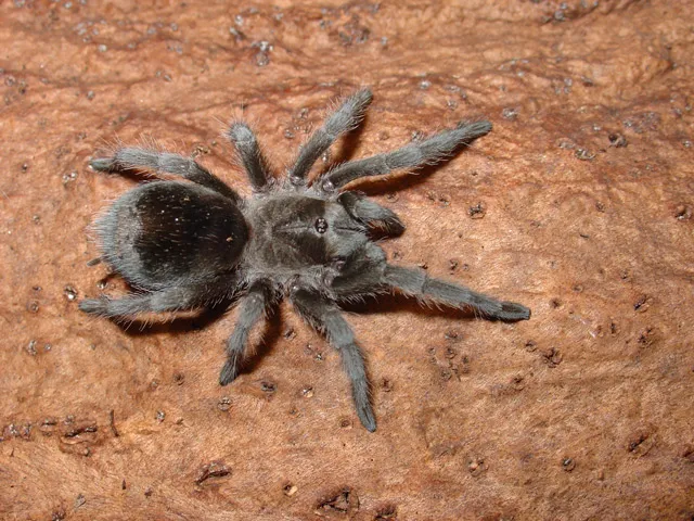 23705 pinktoe tarantula