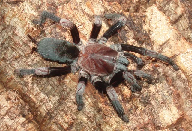 23705 tarantula enclosure