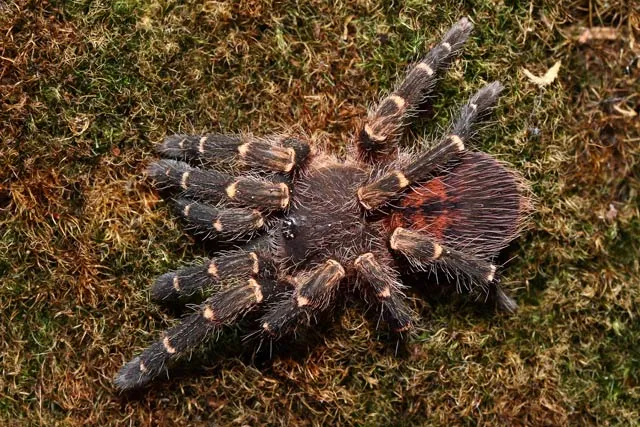 /img/23705-tarantula-supplies.webp