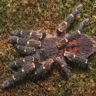 /img/23705-tarantula-supplies.webp