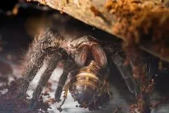 23708 cricket for tarantula