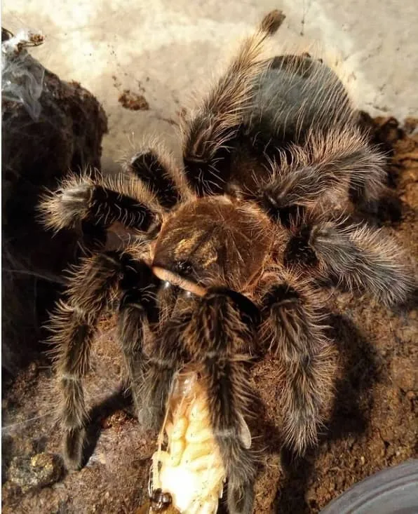 23708 curly hair tarantula hunting