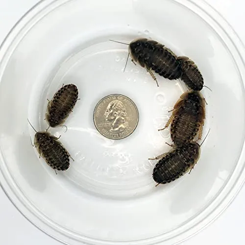 23708 feeding tarantula small vertebrate