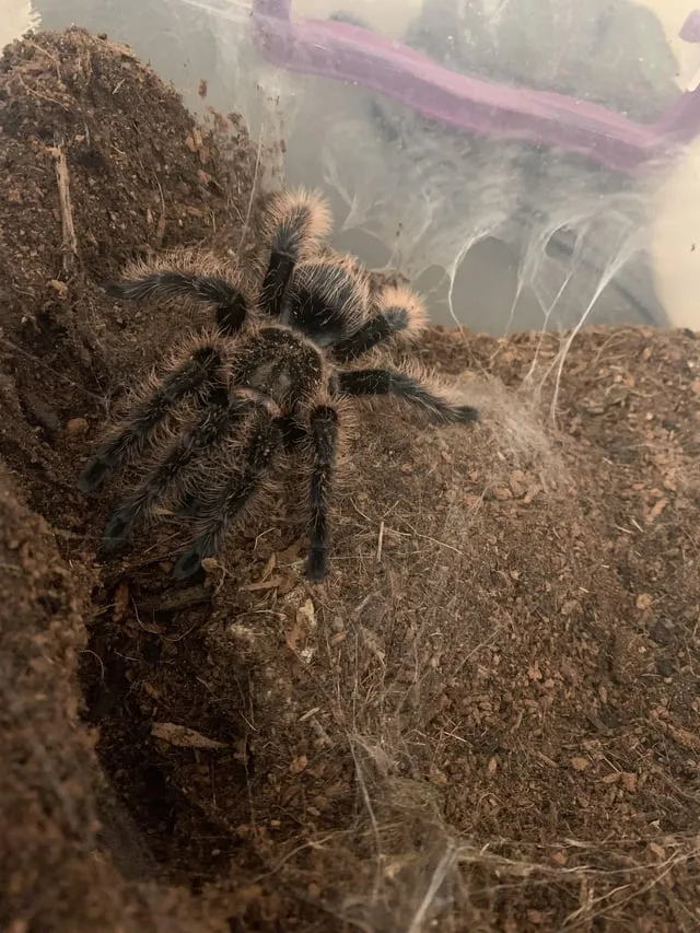 /img/23708-tarantula-feeding-schedule.webp