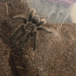 /img/23708-tarantula-feeding-schedule.webp