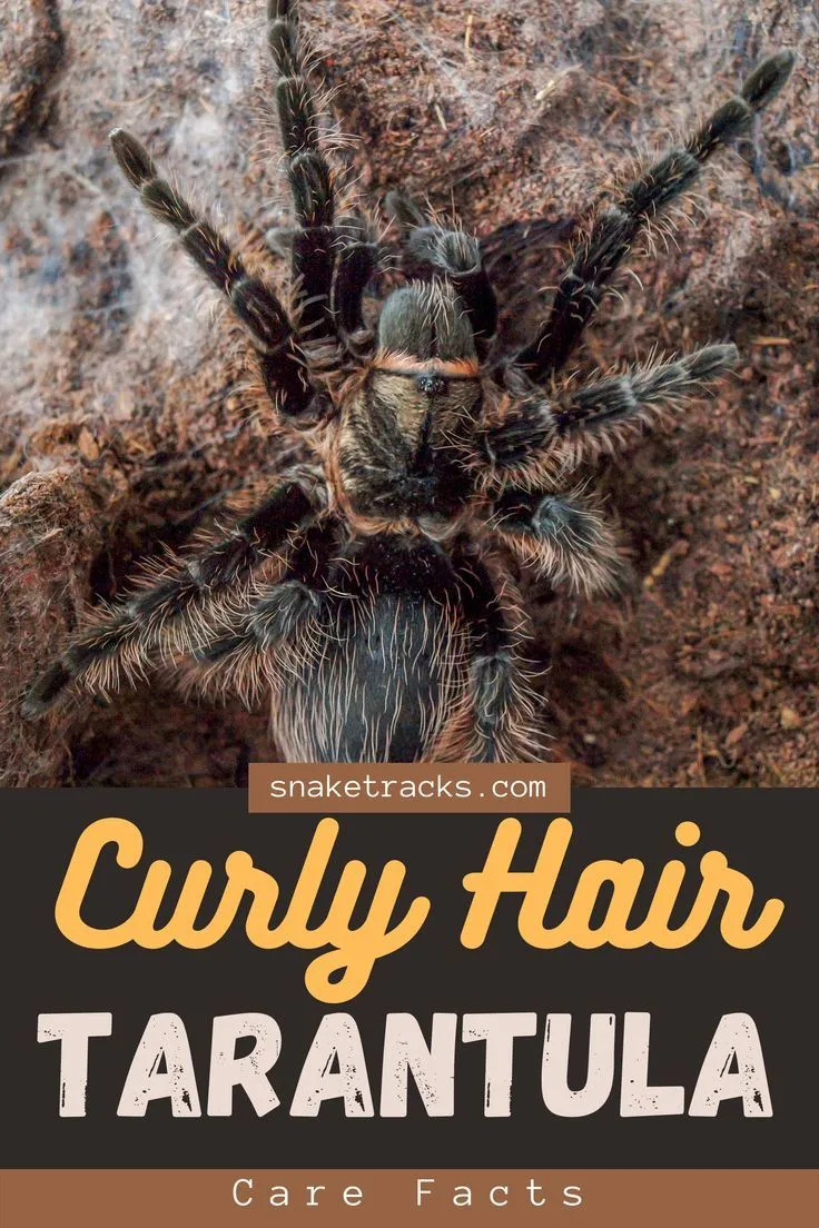 23708 tarantula molt