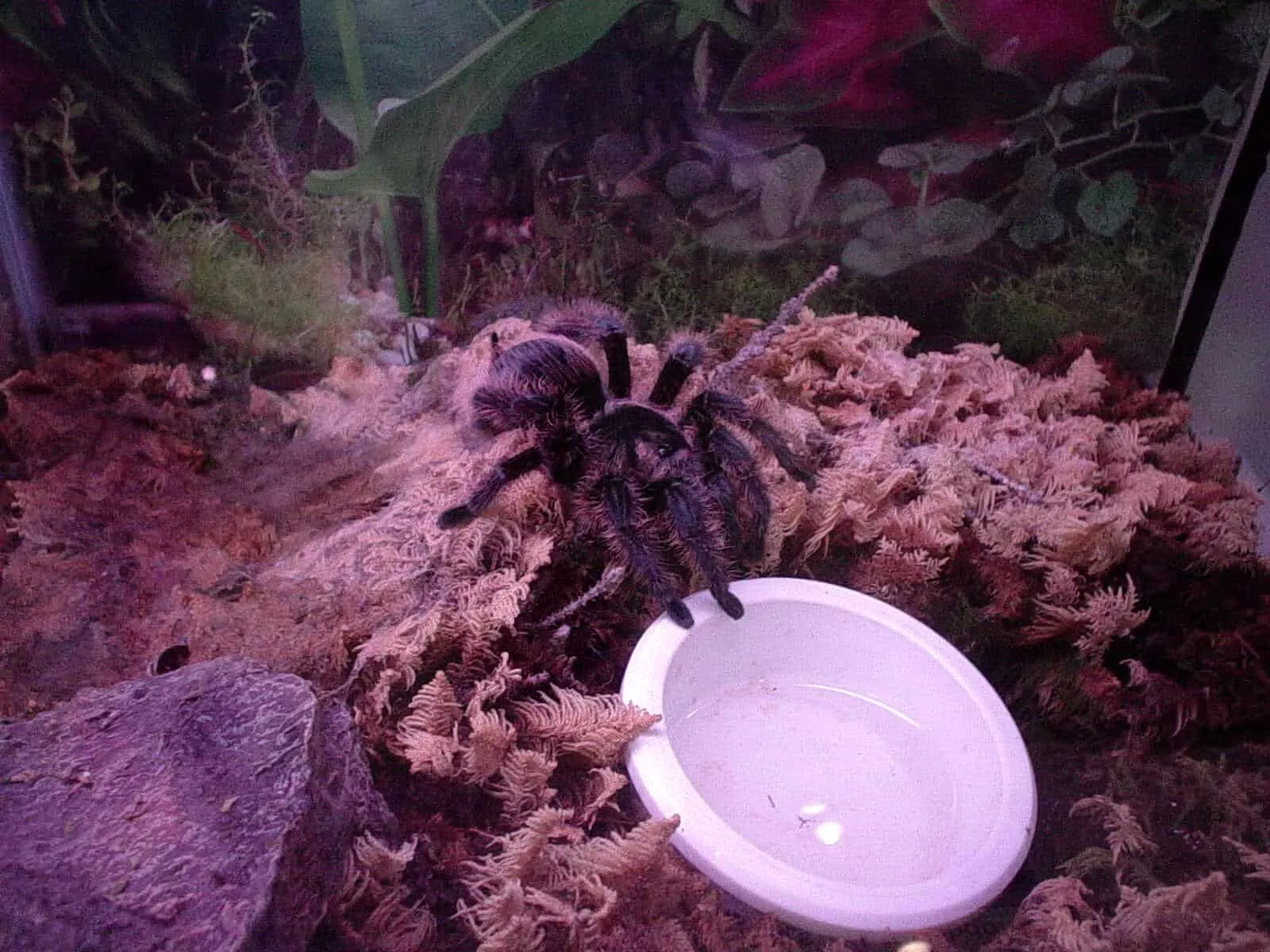 23708 water dish tarantula