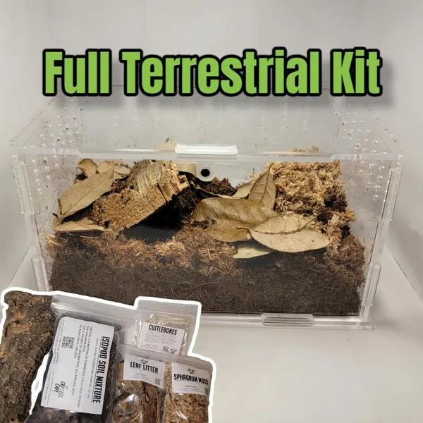 23710 tarantula enclosure etsy 1