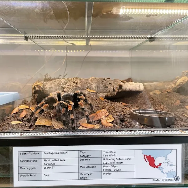 23710 tarantula enclosure etsy 2