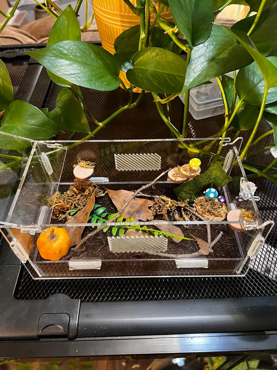 23710 tarantula enclosure etsy 4