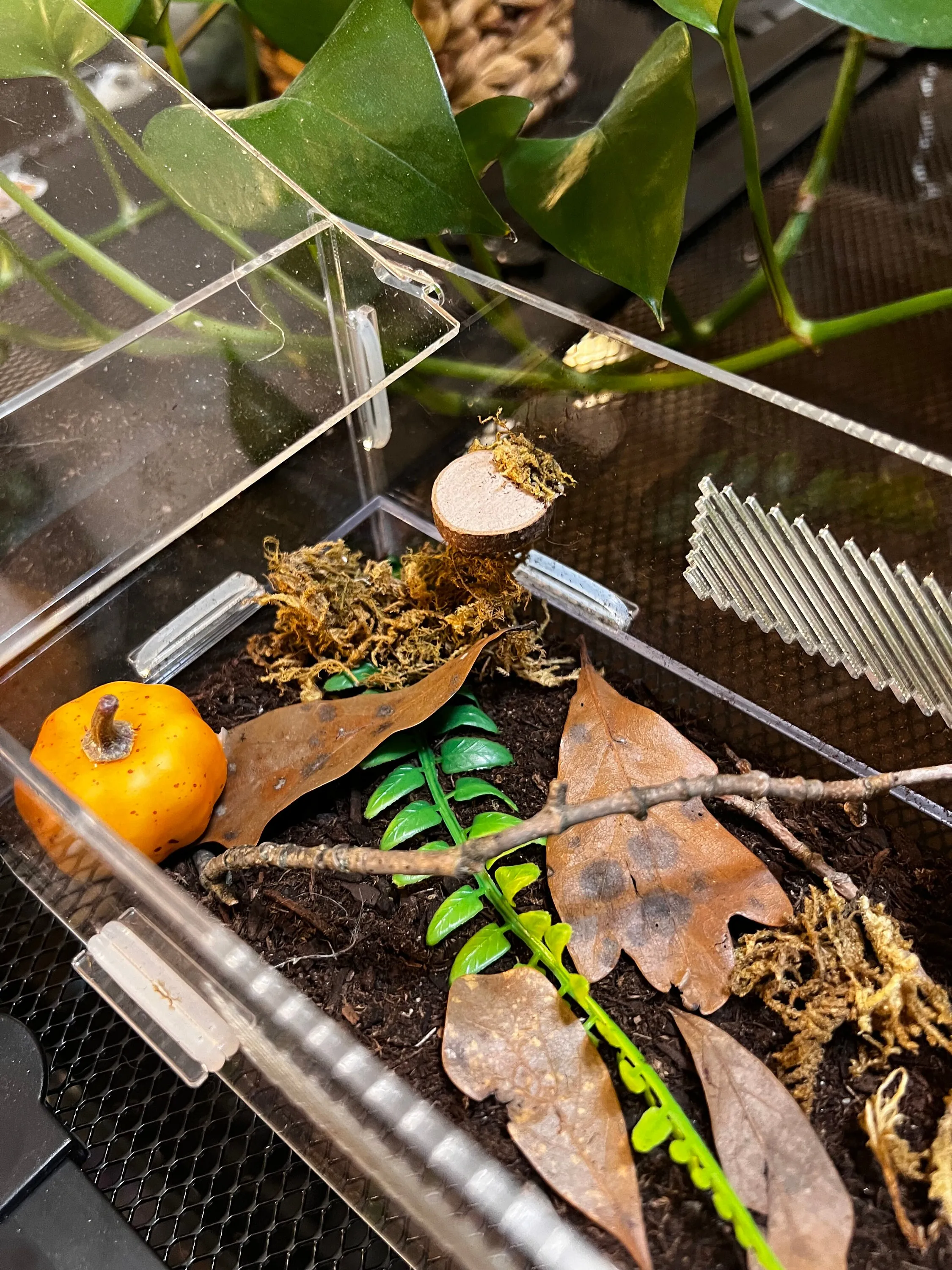 23710 tarantula enclosure etsy 5