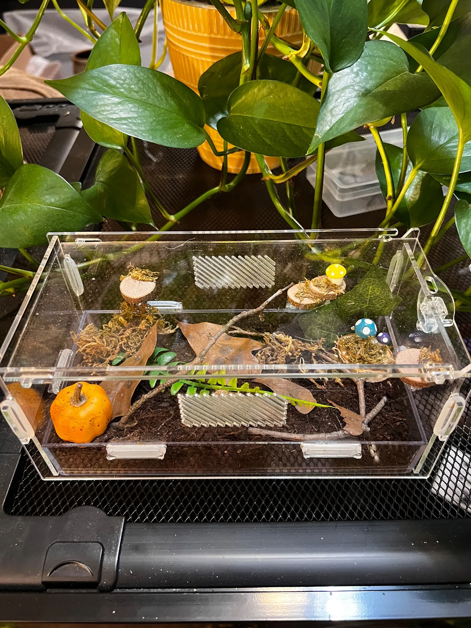 23710 tarantula enclosure etsy 6