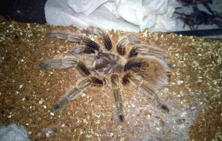 /img/23714-feeding-tarantula.webp