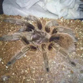 /img/23714-feeding-tarantula.webp