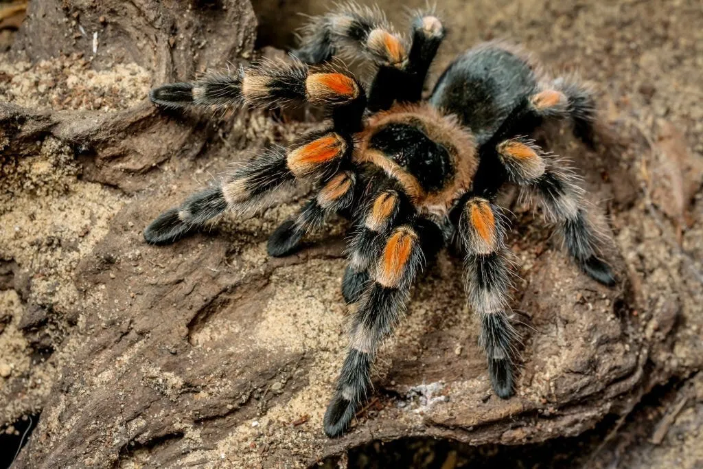 23714 pinktoe tarantula