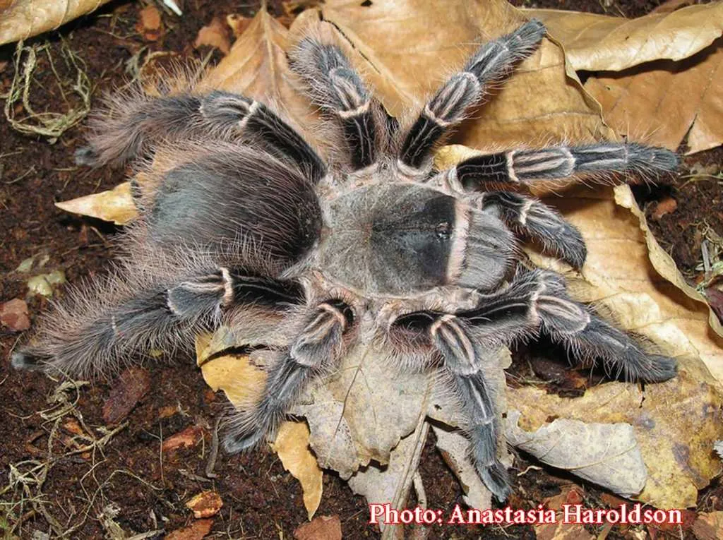 23714 tarantula enclosure