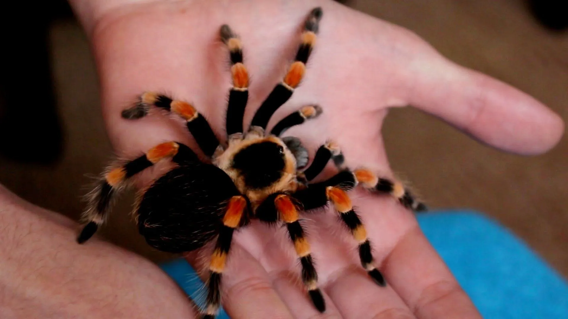 23715 mexican red knee tarantula substrate
