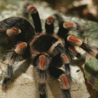 /img/23715-red-knee-tarantula-health.webp