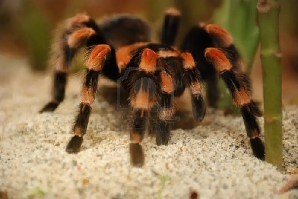 23715 red knee tarantula molting