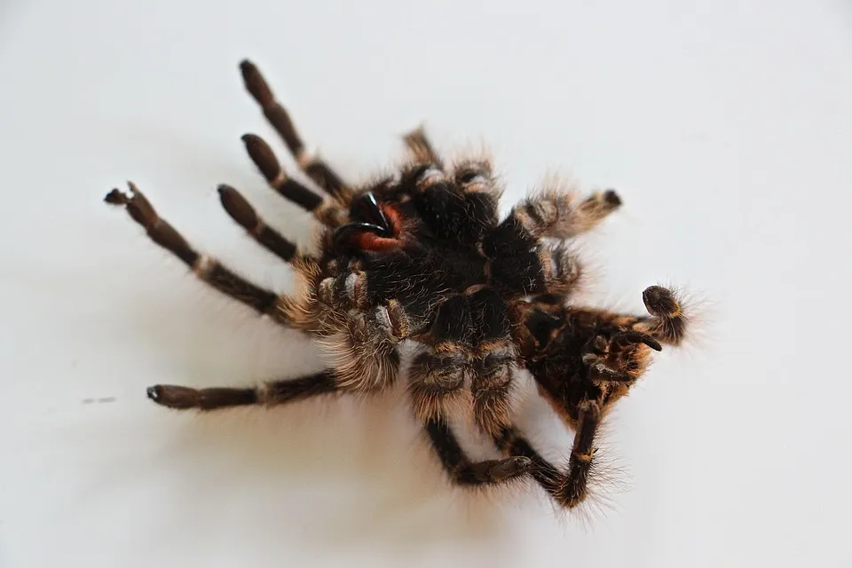 23718 handling tarantula