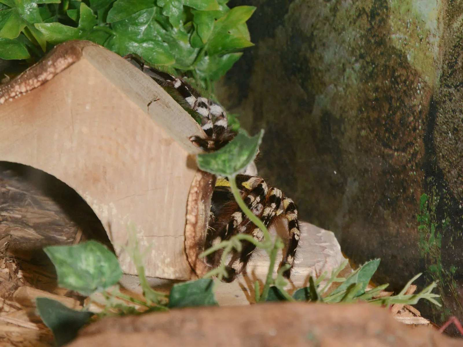 23718 indian tarantula