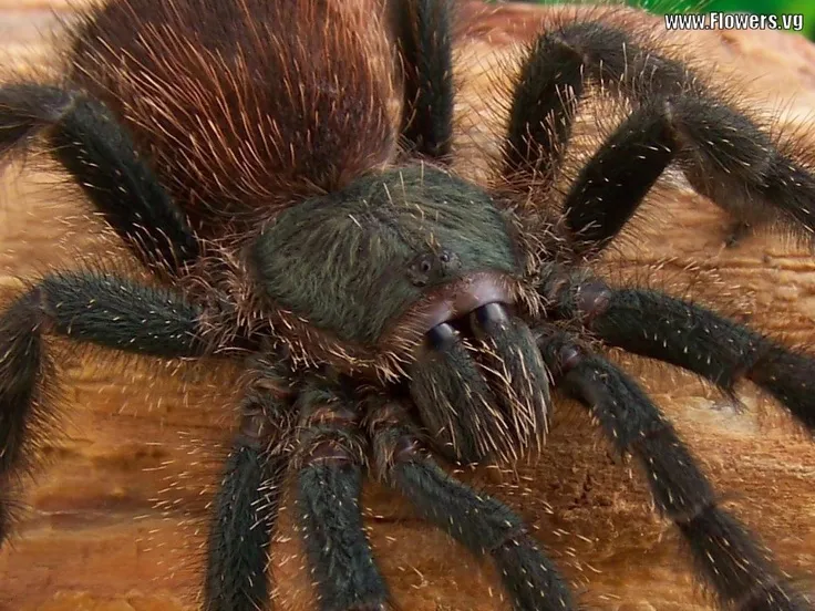 /img/23718-tarantula-conservation.webp