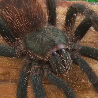 /img/23718-tarantula-conservation.webp